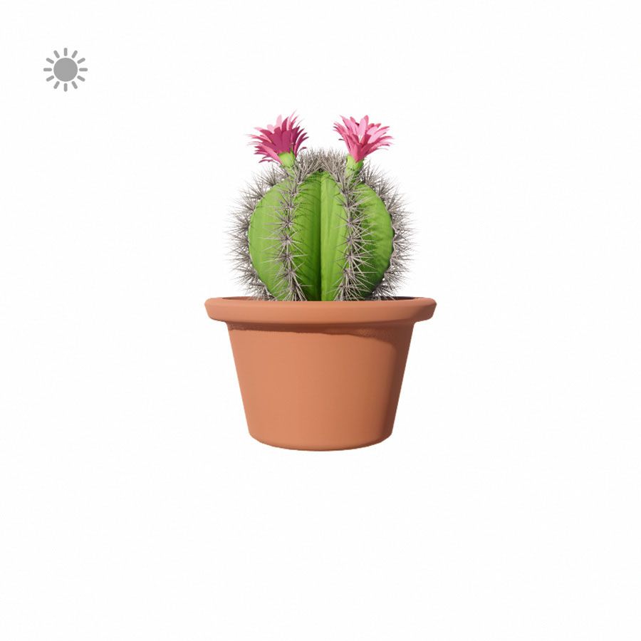 Podcast Infantil, A Flor e O Cactus